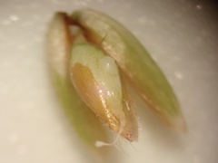 author not stated, no rights reserved Anthoxanthum occidentale, photograph author not stated, no rights reserved