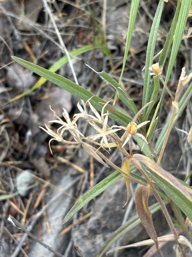 Phlox speciosa, photograph 3