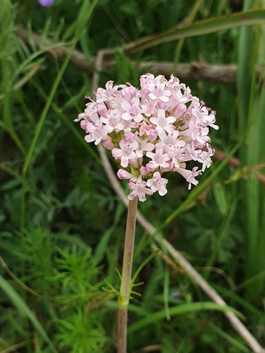 Valeriana tuberosa, photograph 6