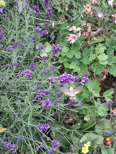 Eurasian Hummingbird Hawkmoth