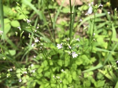 Lobelia cliffortiana