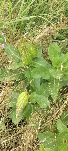 green antelopehorns