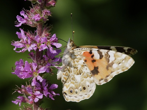 Painted Lady