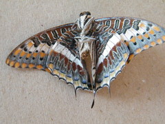 Charaxes saturnus saturnus