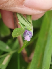 Vicia lathyroides