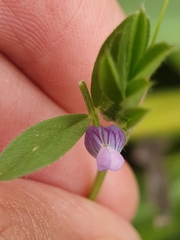 (c) Mehdi Chetibi, some rights reserved (CC BY) Vicia lathyroides, photograph (c) Mehdi Chetibi, some rights reserved (CC BY)