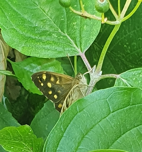 Speckled Wood
