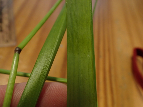 Anthoxanthum occidentale, photograph 6