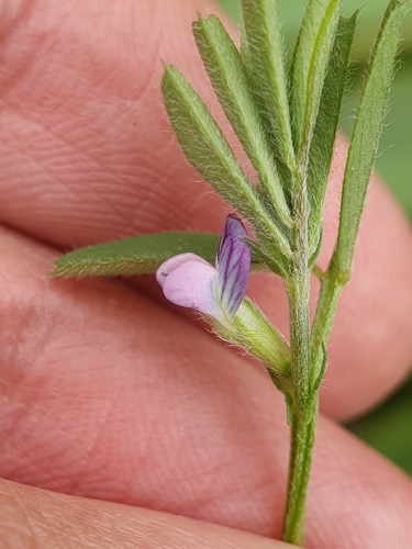 Vicia lathyroides, photograph 3