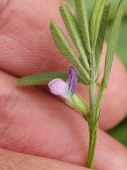 (c) Mehdi Chetibi, some rights reserved (CC BY) Vicia lathyroides, photograph (c) Mehdi Chetibi, some rights reserved (CC BY)