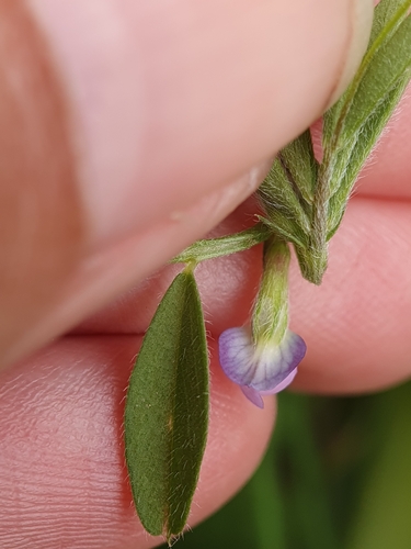 Vicia lathyroides, photograph 4