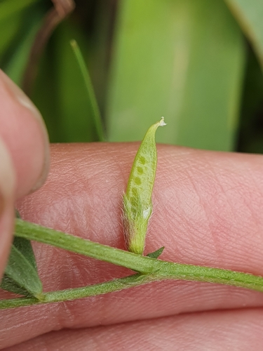 Vicia lathyroides, photograph 5