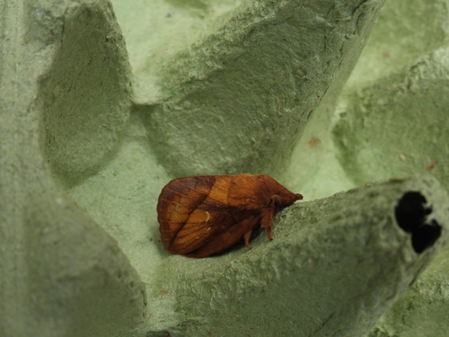 Drinker Moth
