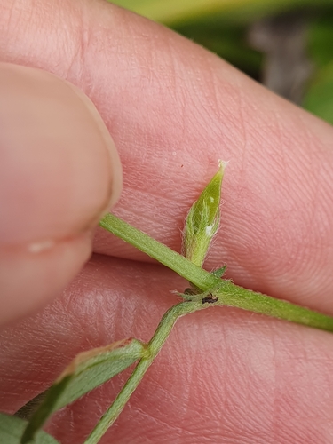 Vicia lathyroides, photograph 6