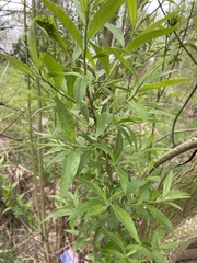 Salix × smithiana