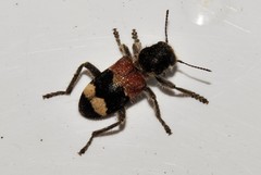 Clerus mutillaroides