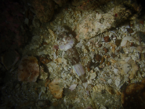 Thysanophrys celebica observed 2026-06-27
