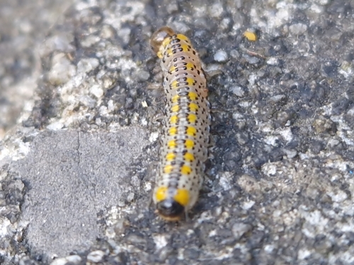 Berberis Sawfly