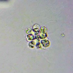 Spumella