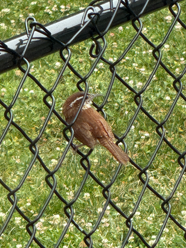 Carolina Wren
