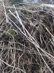 Urtica platyphylla