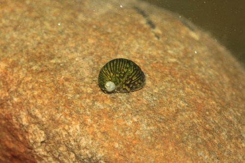 River Nerite