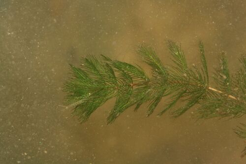 Eurasian water-milfoil