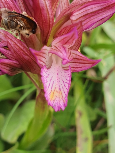 Anacamptis papilionacea, photograph 1