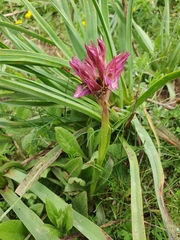 (c) Mehdi Chetibi, some rights reserved (CC BY) Anacamptis papilionacea, photograph (c) Mehdi Chetibi, some rights reserved (CC BY)