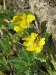 Potentilla pusilla