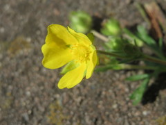 Potentilla pusilla