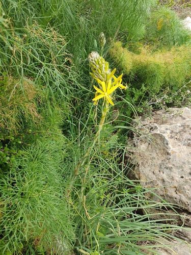 Asphodeline lutea