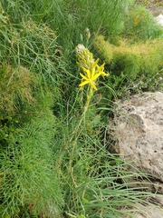 Asphodeline lutea