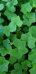 Hydrocotyle acutiloba