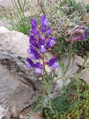 (c) Mehdi Chetibi, some rights reserved (CC BY) Vicia onobrychioides, photograph (c) Mehdi Chetibi, some rights reserved (CC BY)