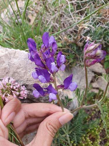 Vicia onobrychioides, photograph 4