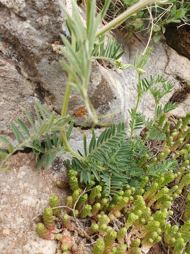 Vicia onobrychioides, photograph 5