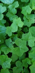Hydrocotyle acutiloba