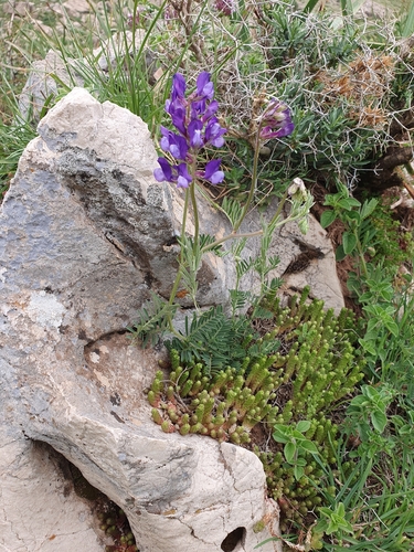 Vicia onobrychioides, photograph 6