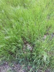 Bromus sterilis