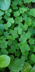 Hydrocotyle acutiloba