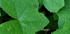 Hydrocotyle acutiloba