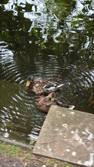 Mallard