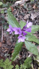 Cardamine glanduligera