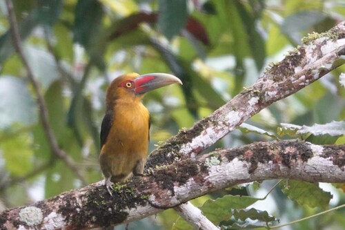 Saffron Toucanet