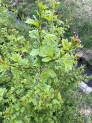 Ribes uva-crispa