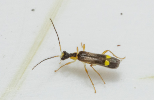 Malthinus balteatus