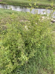 Ribes uva-crispa