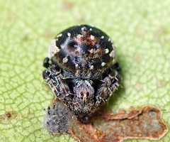 Araneus rotundulus