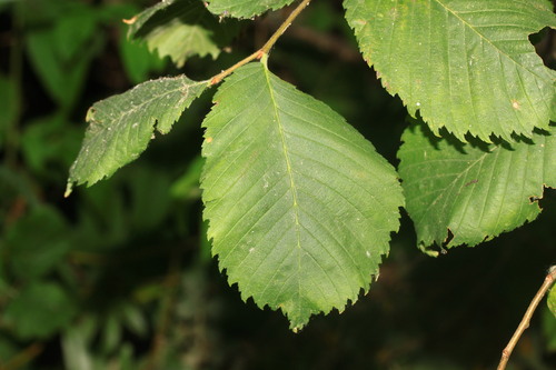 Fluttering Elm
